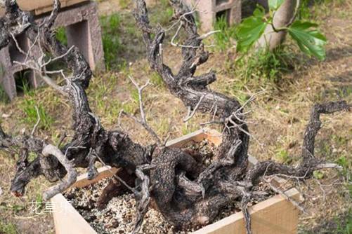 秃顶植发av天堂久久天堂av色综合，科技重塑自信，从头开始的新生之旅