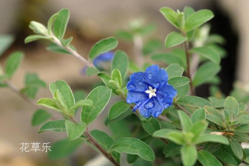 中药护子麻豆md0077饥渴少妇，守护孩子的健康，传承千年的智慧